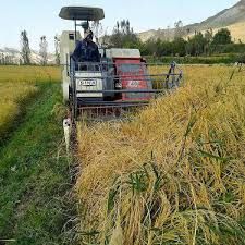 آغاز برداشت برنج از 500 هکتار از اراضی باشت